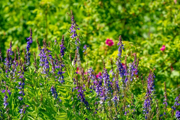 Vicia Cracca Ervilhaca Tufada Ervilhaca Vaca Ervilhaca Pássaro Ervilhaca Azul — Fotografia de Stock