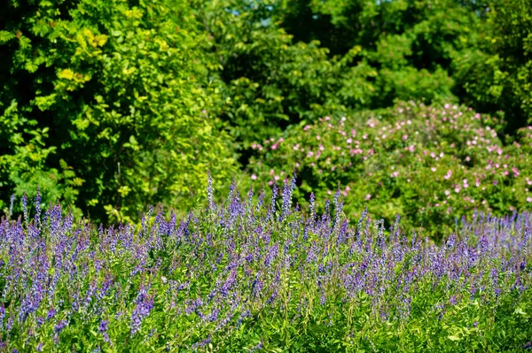 Vicia Cracca Een Wikke Taxonomische Indeling Van Wikke Wikkelwikke Het — Stockfoto