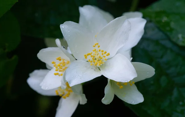 Jasminblüten Gartenarbeit Zarter Und Zarter Jasmin Mit Kleinen Blüten Der — Stockfoto