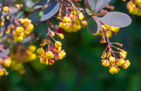 Barberry Flowers Berberis Vulgaris Produces Large Yields Edible Berries Rich — Stock Photo, Image