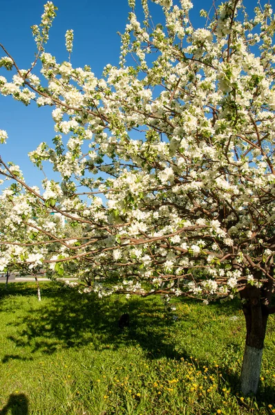 Apple tree flowers. The period from spring to autumn is short to transform pollinated flowers into juicy apples. Let\'s pay tribute to their efforts and eat more fruits.