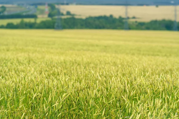 Sommarfoto Vete Spannmålsväxt Som Den Viktigaste Sorten Som Odlas Tempererade — Stockfoto