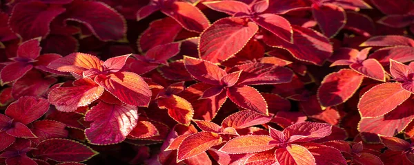 Grama Vermelha Nos Canteiros Flores Coleus Cultivadas Como Plantas Ornamentais — Fotografia de Stock