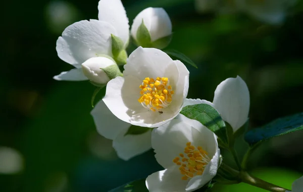 Yasemin Çiçekleri Bahçıvanlık Küçük Çiçeklerle Narin Narin Olan Yasemin Dünya — Stok fotoğraf