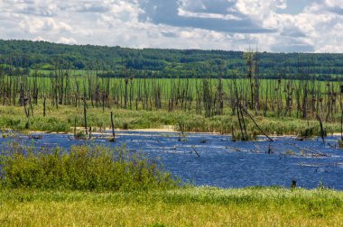 Yaz fotoğrafçılığı, sazlıklarla kaplanmış bir nehir, beyaz bulutlu mavi gökyüzü, ördek otuyla kaplanmış mavi su, nehir taşkını ovası, bunaltıcı yaz günü