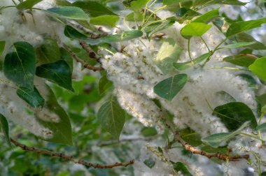 Kavak tüyü alerjiler için suçlanamaz; bu bir sağlık tehlikesinden çok bir baş belasıdır. Kar yığınlarına dönüşecek. İdeal bir kentsel ağaç, diğer türlerden dört kat daha fazla karbondioksit emdi.
