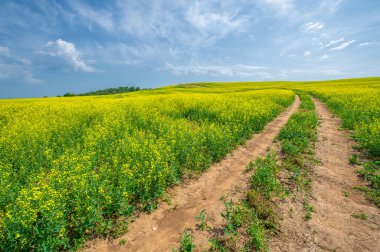 Kolza tohumu, yenilebilir yağ, biyodizel, kayganlaştırıcı ve beslenme gibi birçok alanda kullanılan önemli bir üründür. Avrupa 'nın en popüler petrol ürünlerinden biridir.