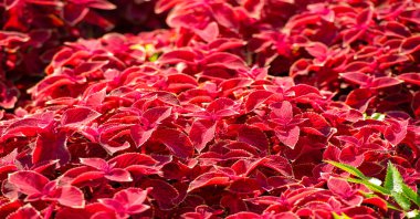 Çiçek tarlalarındaki kırmızı çimenler, koleüs - süs bitkisi olarak yetişir, bahçe bitkileri kadar popülerdir çünkü parlak renkli yaprak dokusu, arka plan, desen,