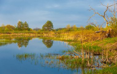 Ormanda bataklık. Boggy Gölü. Güneş doğuyor. Gün batımı. Ormanın üstünde. Suyun toplandığı, bir bataklık ya da bataklık gibi alçak ve ekili olmayan bir alan..