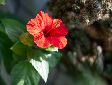 Malvaceae familyasının amfibisi pembe mallow olarak bilinir. Diğer isimler arasında Hardy, Rose of Sharon ve tropikal sayılabilir. Mısır 'da, ambar çayı Karkad olarak bilinir. 