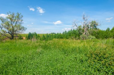 Yaz manzarası, vadiler, çayırlar, yaz manzarasının yeşil çimenleri, dünyanın Avrupa bölgesi, bunaltıcı yaz mevsimi.