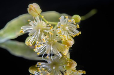 Linden çiçekleri, Çek Cumhuriyeti ve Slovakya 'da bulunan ulusal bir ağaçtır ve Letonya' da iki ulusal ağaçtır. Tilia kordata yaprağı da Slovenya 'nın bir sembolü olarak kabul ediliyor
