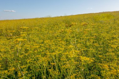 Yaz fotoğrafı. Tepeler, yabani otlar ve kır çiçekleriyle kaplı tüberküller, bir tepe çevreleyen arazinin üzerinde uzanan bir arazidir. Genellikle farklı bir zirve yapar.