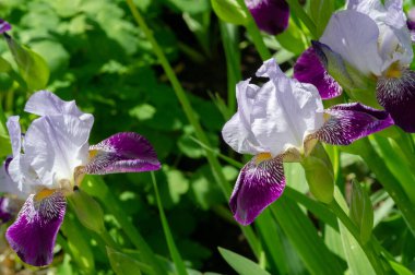 Iris 'in hak ettiği kadar popüler, narin taç yaprakları, mayıs ve haziran aylarında yaprakları muhteşem kokulu çiçekleri ve kılıç şeklinde gri-yeşil yaprakların hayranları var.. 
