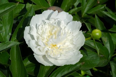 Şakayık ya da şakayık. Asya 'dan, Avrupa' dan ve Kuzey Amerika 'dan geliyorlar. Onlar ılıman bölgelerdeki en popüler bahçe bitkilerindendir. Onlar da büyük ölçekte kesilmiş çiçek olarak satılırlar.,