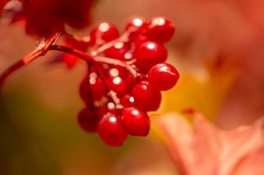 Bulanık fotoğraf, sığ alan derinliği. Sonbahar kırmızı viburnum, modern sınıflandırması moleküler filojene dayanır. Daha önce Honeysuckle ailesi Caprifoliaceae 'ye dahil edilmişti..