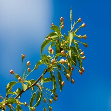 Düğme. Modern giyim ve moda tasarımında, küçük toka düğmesi artık çoğunlukla plastikten yapılmaktadır, fakat aynı zamanda metalden de yapılabilir, arkeolojide önemli bir obje olabilir.