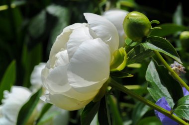 Şakayık ya da şakayık. Asya 'dan, Avrupa' dan ve Kuzey Amerika 'dan geliyorlar. Onlar ılıman bölgelerdeki en popüler bahçe bitkilerindendir. Onlar da büyük ölçekte kesilmiş çiçek olarak satılırlar.,