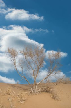 Steppe ilkbaharın başlarında bozkır Akdeniz 'in ekosistemi ile Sahra-Arap fizyocoğrafi bölgeleri arasında genellikle uzun ömürlü otlar ve küçük çalılar tarafından oluşturulan bir geçiş bölgesidir.