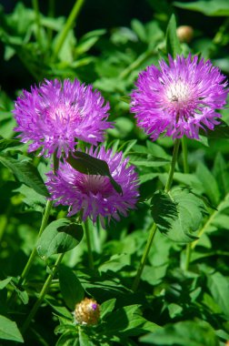 Centaurea üyeleri ekvatorun sadece kuzeyinde bulunur; Ortadoğu özellikle tür bakımından zengindir. Birleşik Devletler 'in batısında, sarı düdükler istilacı bir türdür..
