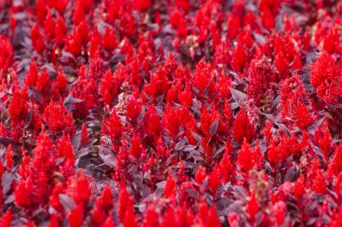 Amaranthus, her yıl veya kısa ömürlü bitkilerin oluşturduğu bir kozmopolit cinsidir. Amaranth türleri yaprak sebzeleri, sahte bitkiler ve süs bitkileri olarak yetiştirilir. 