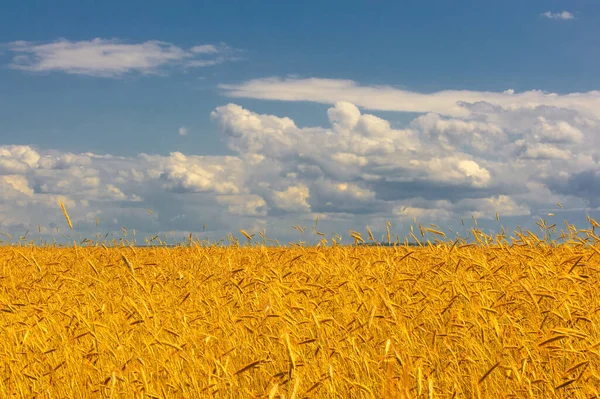 Summer Landscape Wheat Cob Ripening Stage Cob Ripe Barley Field — Stock Photo, Image