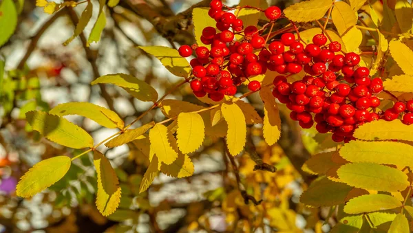 秋の風景の写真 鮮やかな紅葉を背景に赤い山灰の束 — ストック写真