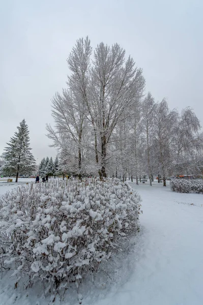 První Sníh Každým Klesajícím Stupněm Padá Oblohy Jedinečná Jiskra Zájmu — Stock fotografie