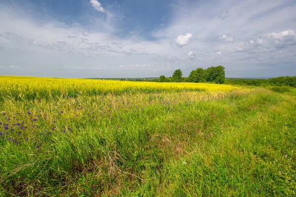 Rapeseed Brassica Napus Subsp Napus Bright Yellow Flowering Member Family — Stock Photo, Image