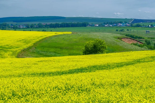 Colza Brassica Napus Subsp Napus Floraison Jaune Vif Cultivé Grâce — Photo