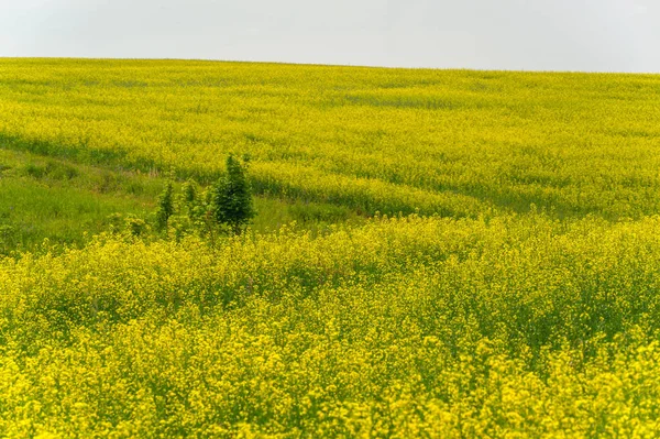 Κραμβόσπορος Brassica Napus Subsp Νάπους Είναι Ένα Φωτεινό Κίτρινο Ανθοφόρο — Φωτογραφία Αρχείου