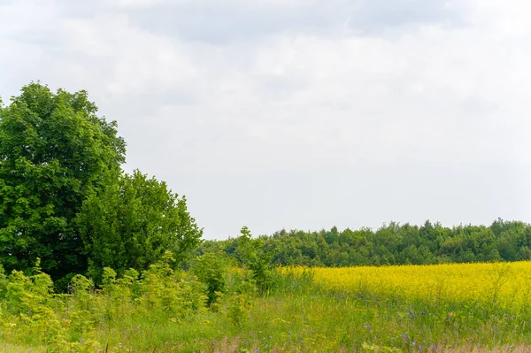 Žluté Pole Semena Řepky Třetím Největším Zdrojem Rostlinného Oleje Druhým — Stock fotografie