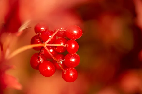 Blurry Photo Shallow Depth Field Autumn Red Viburnum Its Modern — Stock Photo, Image