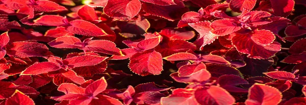 Grama Vermelha Nos Canteiros Flores Coleus Cultivadas Como Plantas Ornamentais — Fotografia de Stock