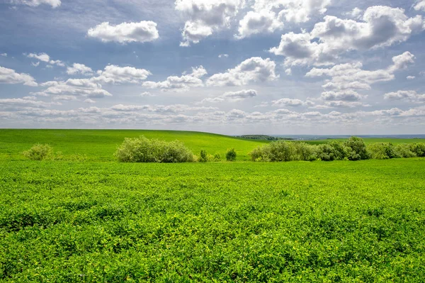 Summer Landscape Growing Fodder Crops Green Clover Alfalfa Cultivated Fields — Stock Photo, Image