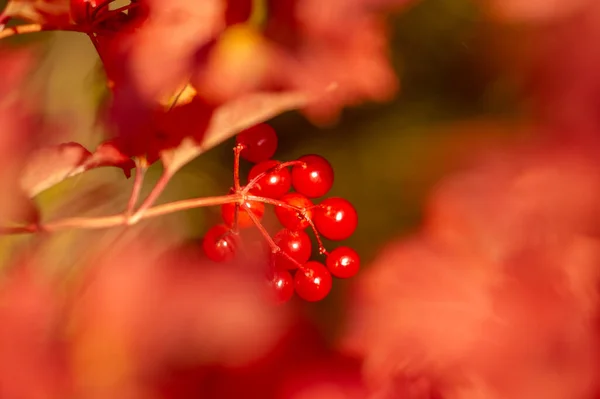 Zamazane Zdjęcie Płytka Głębokość Pola Autumn Red Viburnum Jego Nowoczesna — Zdjęcie stockowe