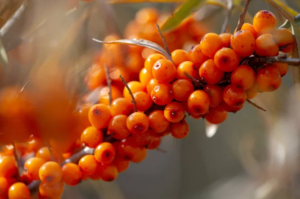 Orecchio Marino Bassa Profondita Campo Offuscata Uso Succhi Composte Vini — Foto Stock