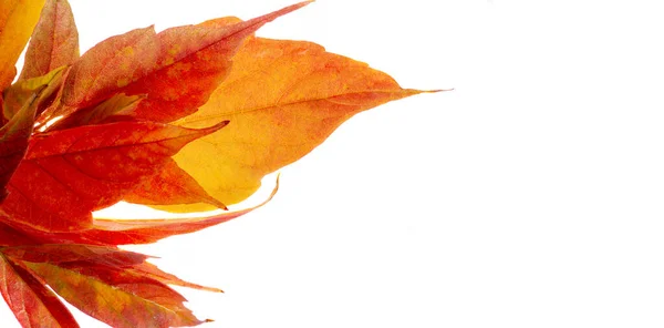 Herbst Ahornblatt Eine Abgeflachte Struktur Einer Höheren Pflanze Ähnlich Einer — Stockfoto