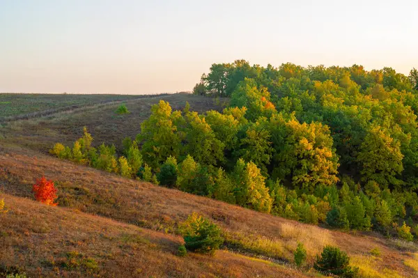 Höstlandskap Lövskog Hösten Fantastisk Tid Året Texturfärger Och Mjukt Ljus — Stockfoto