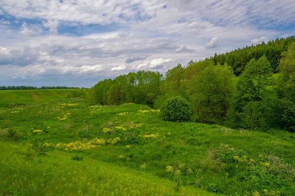 Yaz manzarası, kırsal alan, parlak yeşil çimenler ve ağaçlar, beyaz bulutlu mavi gökyüzü, harika yaz havası.