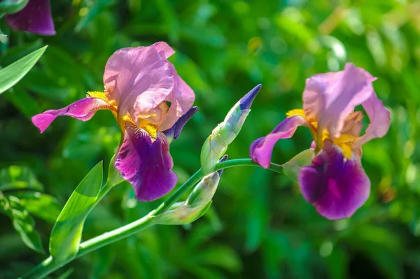 Iris Hak Ettiği Kadar Popüler Narin Taç Yaprakları Mayıs Haziran — Stok fotoğraf