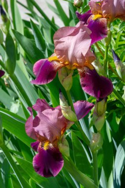 Iris 'in hak ettiği kadar popüler, narin taç yaprakları, mayıs ve haziran aylarında yaprakları muhteşem kokulu çiçekleri ve kılıç şeklinde gri-yeşil yaprakların hayranları var.. 