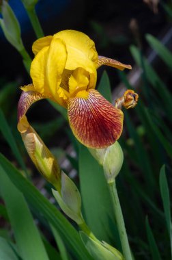 Iris 'in hak ettiği kadar popüler, narin taç yaprakları, mayıs ve haziran aylarında yaprakları muhteşem kokulu çiçekleri ve kılıç şeklinde gri-yeşil yaprakların hayranları var.. 