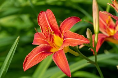 Lilium lancifolium - Çin, Japonya, Kore ve Rusya 'nın uzak doğusunda yetişiyor. Kuzey Amerika 'nın doğusunda pek çok dağınık yerde vatandaşlığa getirilen turuncu-siyah çiçeklerden oluşan süs bitkisi.