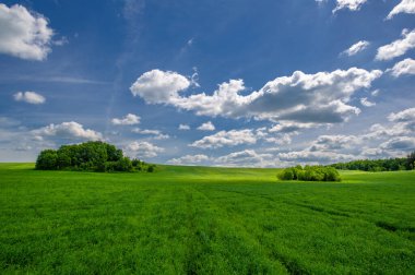 Yaz manzarası, ekili tarlalarda yetişen yeşil buğday gevreği, rüzgarda sallanan bitkiler.