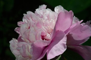 Şakayık ya da şakayık. Asya 'dan, Avrupa' dan ve Kuzey Amerika 'dan geliyorlar. Onlar ılıman bölgelerdeki en popüler bahçe bitkilerindendir. Onlar da büyük ölçekte kesilmiş çiçek olarak satılırlar.,