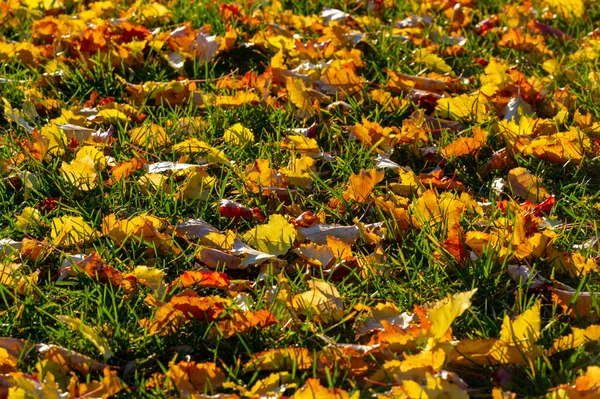 Autumn Maple Leaf Flattened Structure Higher Plant Similar Blade Attaches — Stock Photo, Image