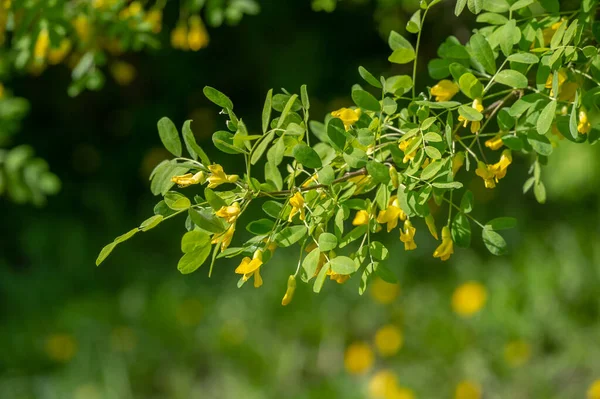Yellow Broom Blossom Planta Genista Struik Met Nadruk Een Gele — Stockfoto