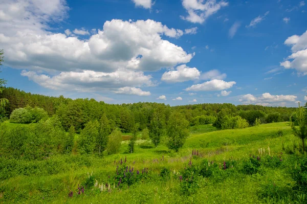 Yaz manzarası, kırsal alan, çimenlerin ve ağaçların canlı yeşilliği, beyaz bulutlu mavi gökyüzü, lupin ya da lupin olarak bilinen Lupinus, harika yaz havası.