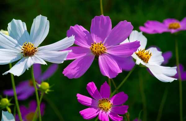 Cosmos Flowers Greek Word Harmony Ordered Universe Exact Chaos Describe — Stock Photo, Image